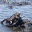 Marine Iguana Galapagos