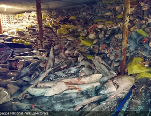 Chinese Shark Killing in Galapagos